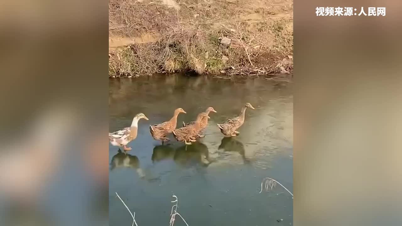 救命鸭！5只鸭子“复制粘贴”般掉进冰河