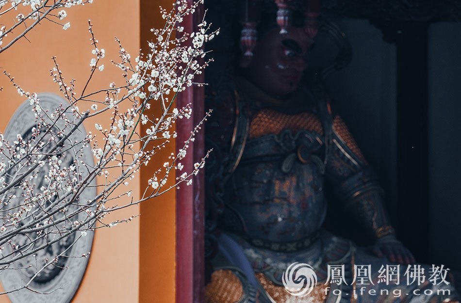 永福探梅：杭州永福寺释普玄参选作品｜“云游寺院”摄影展