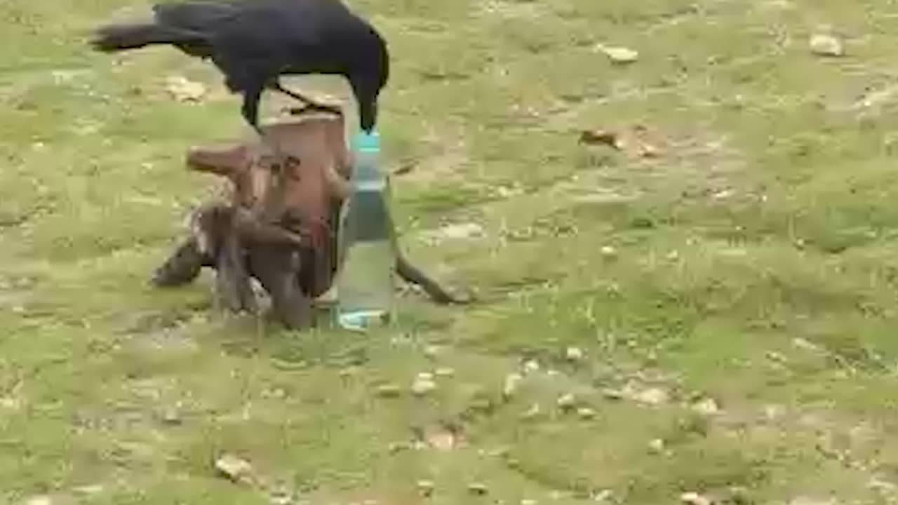 公园回应“乌鸦叼石投瓶喝水”：天性+人为训练