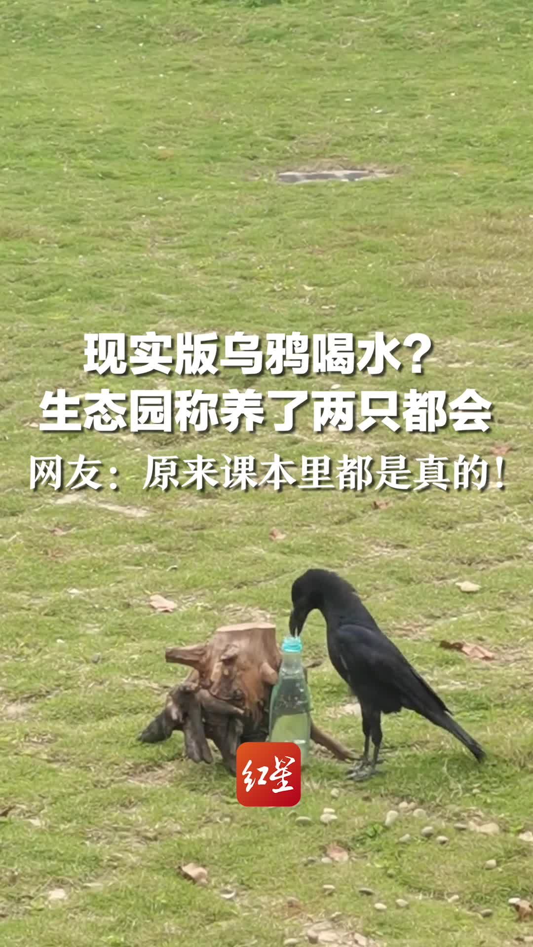 现实版乌鸦喝水？生态园称养了两只都会，网友：原来课本里都是真的