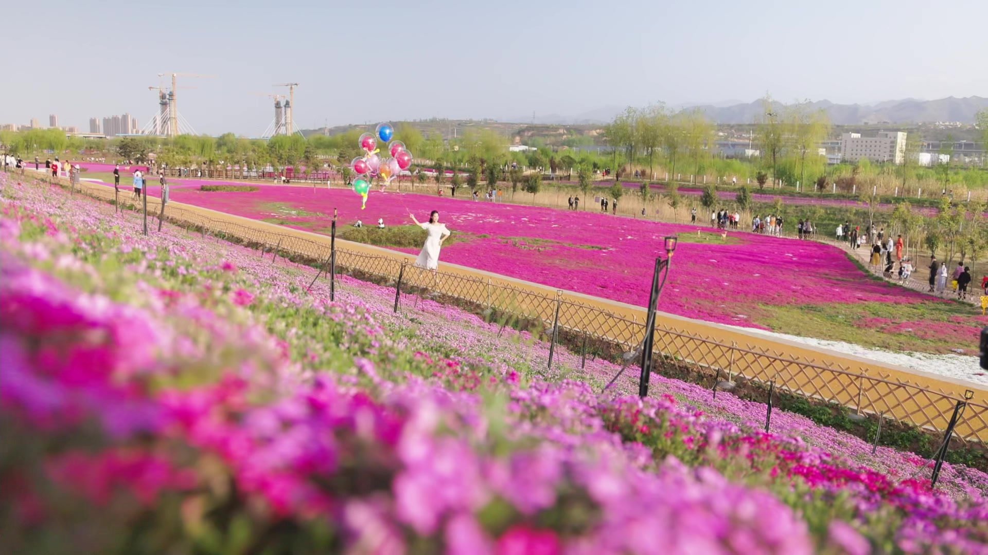 春来宝鸡 万紫千红看花海