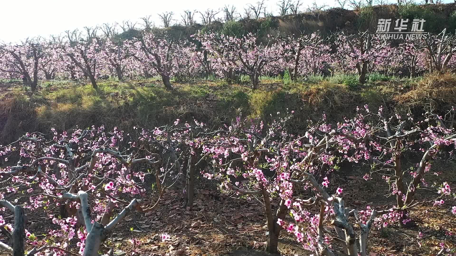 云南宾川：桃花灼灼开 灿若云霞来