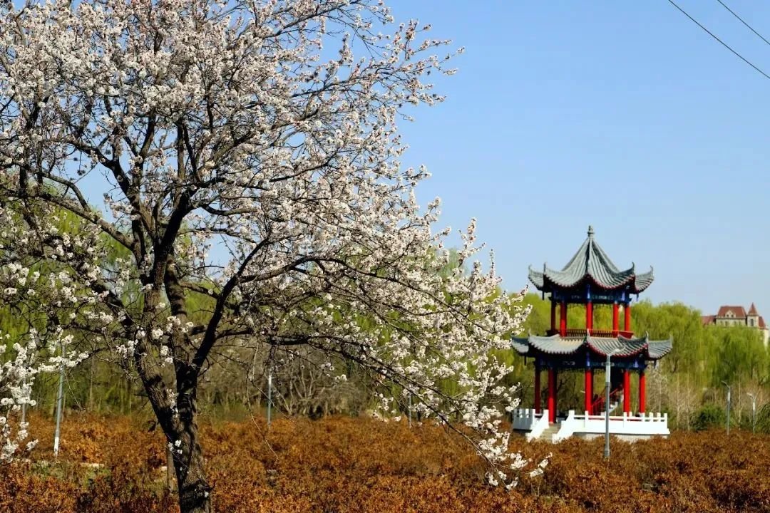 约会春天 你最想去武威哪里打卡？