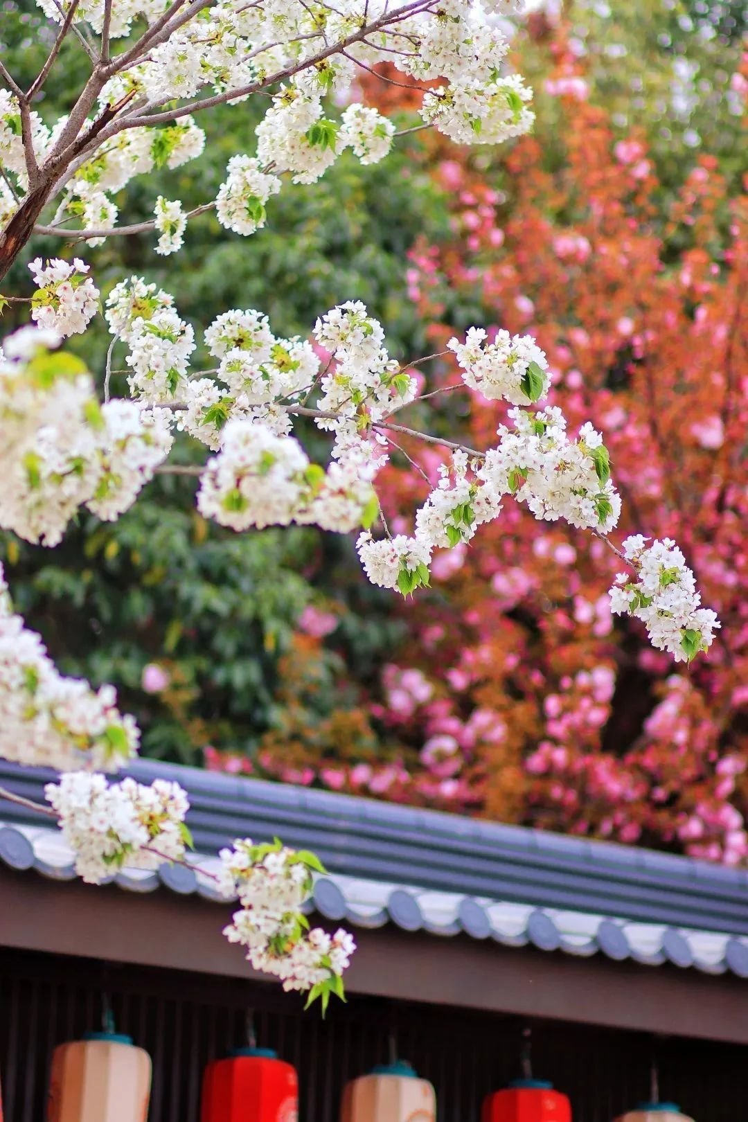 曲江早春赏花攻略 请签收!