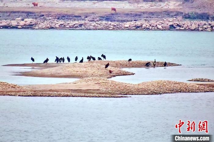 湖北枝江成珍稀鸟类黑鹳重要越冬栖息地凤凰网湖北_凤凰网