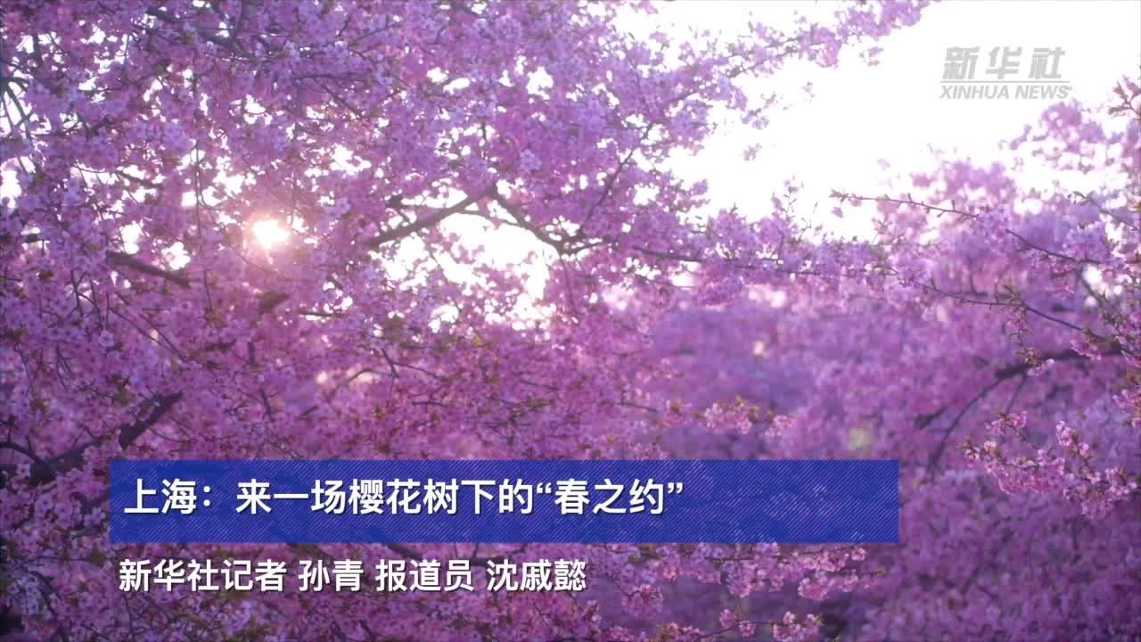 上海：来一场樱花树下的“春之约”