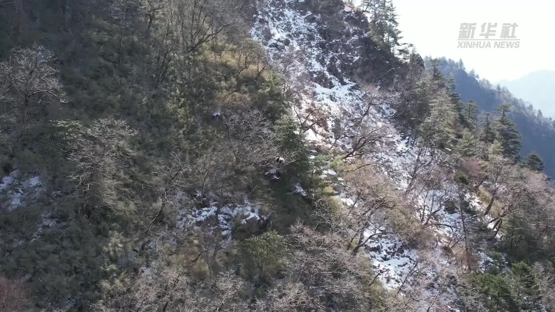 大熊猫国家公园唐家河片区再现野生大熊猫