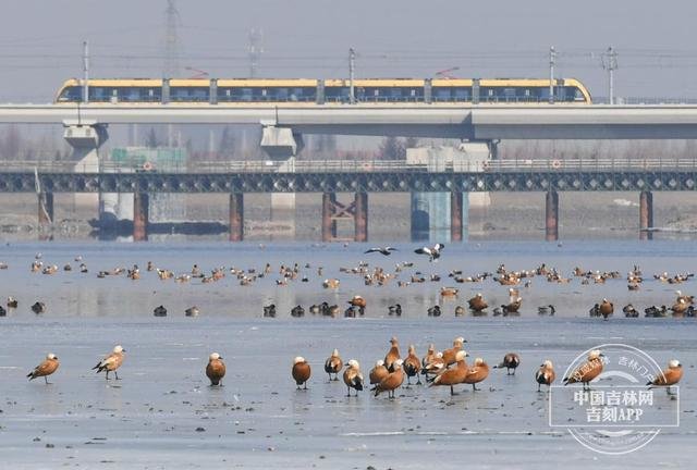 长春市力旺湿地公园北侧的伊通河畔、河面上出现大批赤麻鸭在这里栖息。