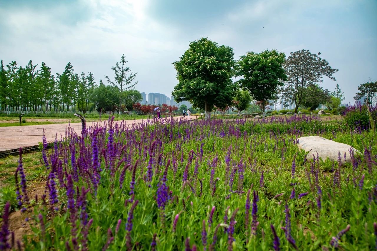 曲江早春赏花攻略 请签收!
