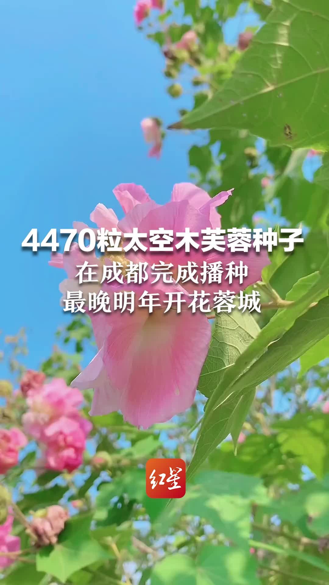 4470粒太空木芙蓉种子在成都完成播种，最晚明年开花蓉城