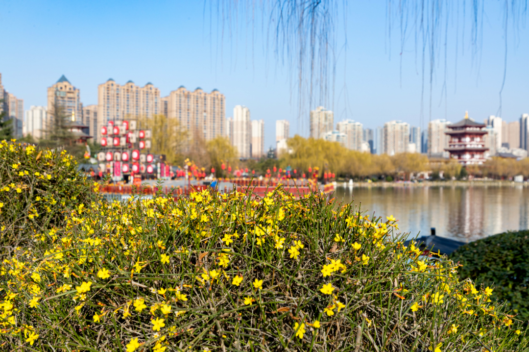 曲江早春赏花攻略 请签收!