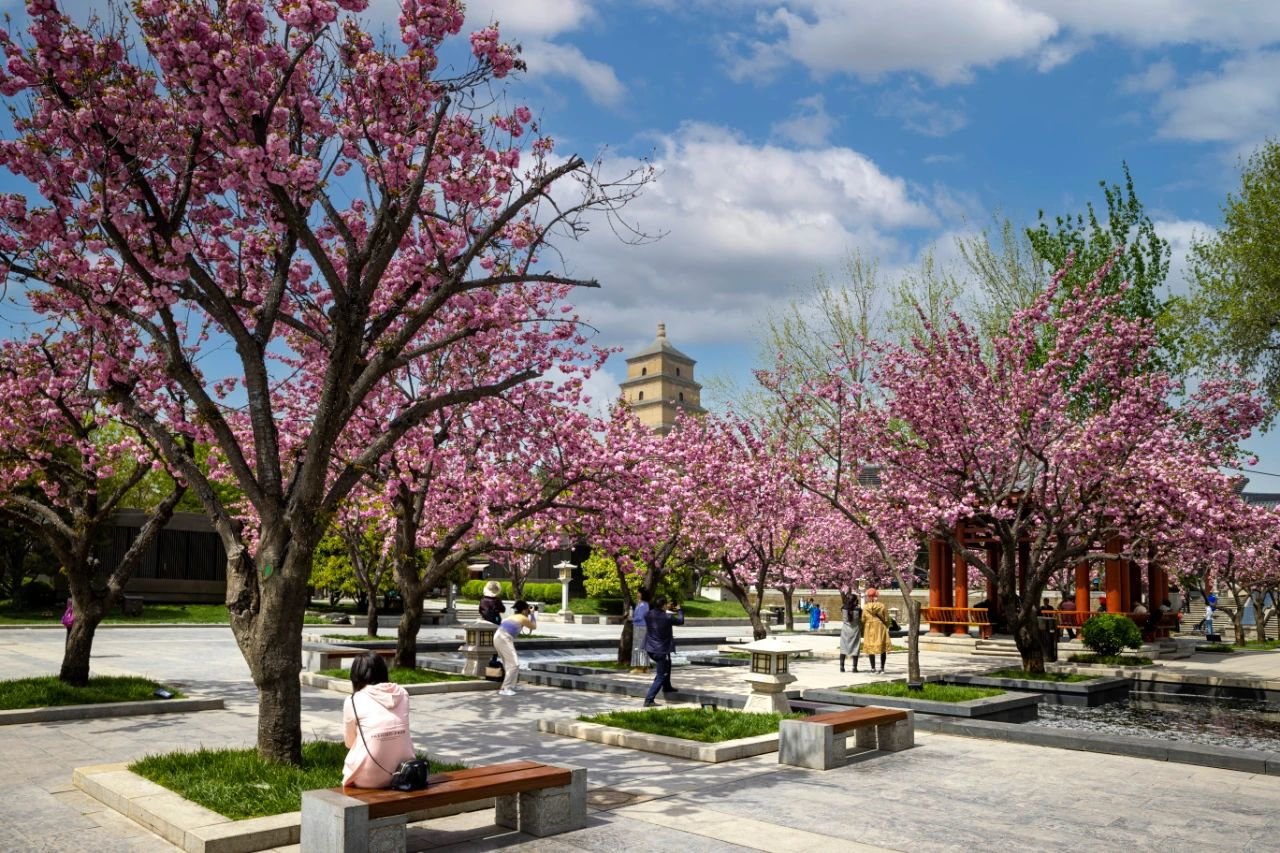 曲江早春赏花攻略 请签收!