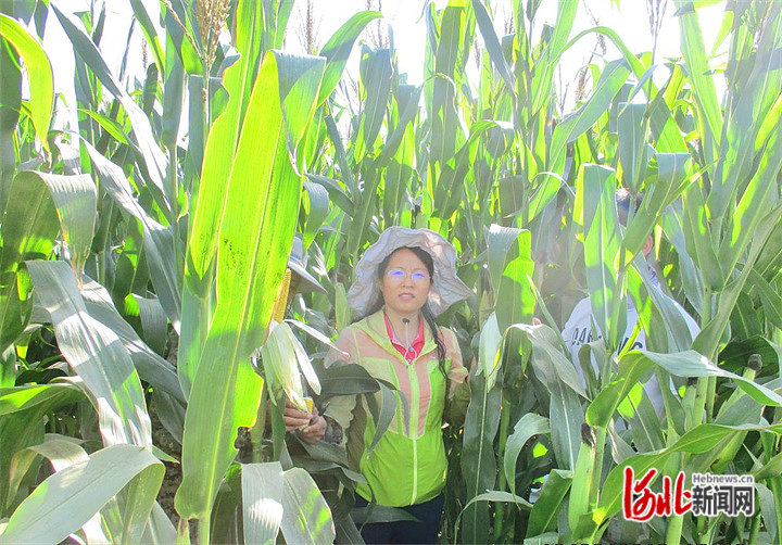 彭正萍教授深入田间，观察玉米长势。（资料图）
