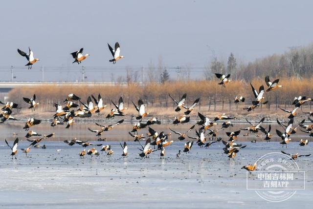 3月3日是第10个“世界野生动植物日”，长春市力旺湿地公园北侧的伊通河畔、河面上出现大批赤麻鸭在这里栖息。