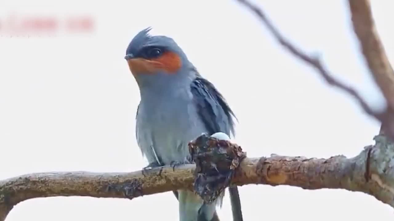 筑“最小鸟巢”的凤头雨燕进入繁殖期