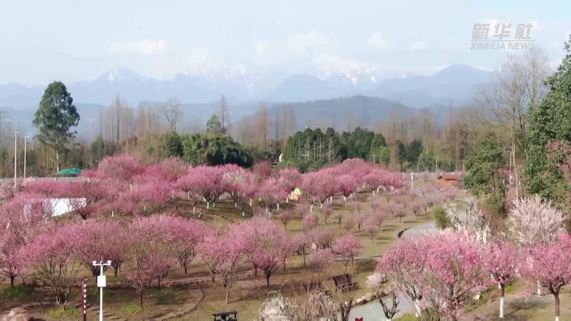 “问花村”里问路乡村振兴