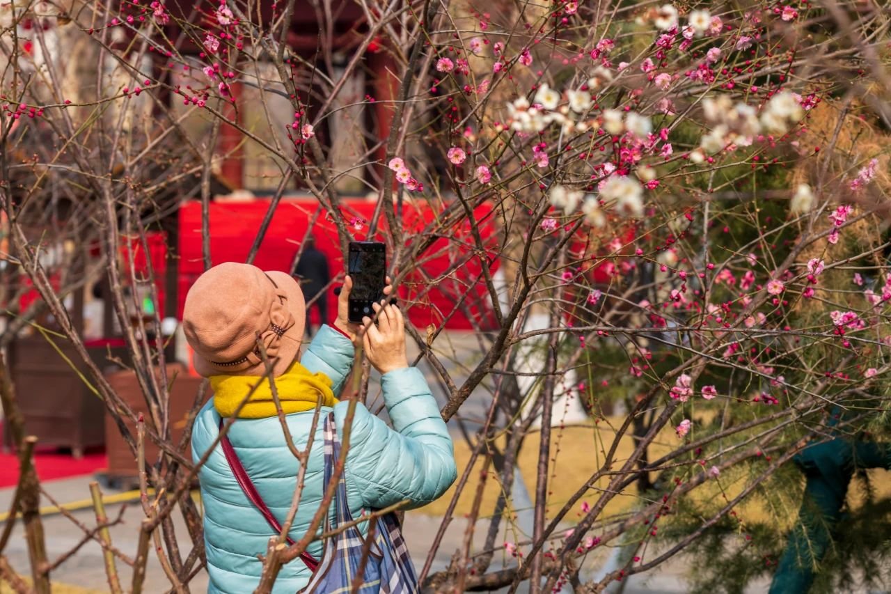 曲江早春赏花攻略 请签收!