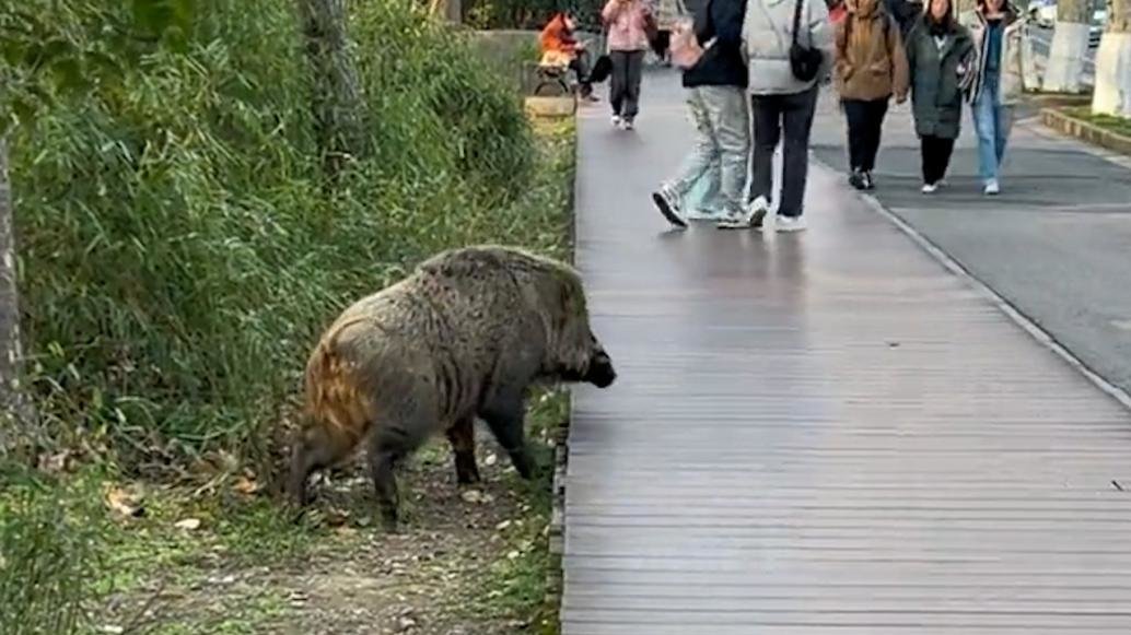 男子游玩时遇到野猪，景区：不会主动攻击人