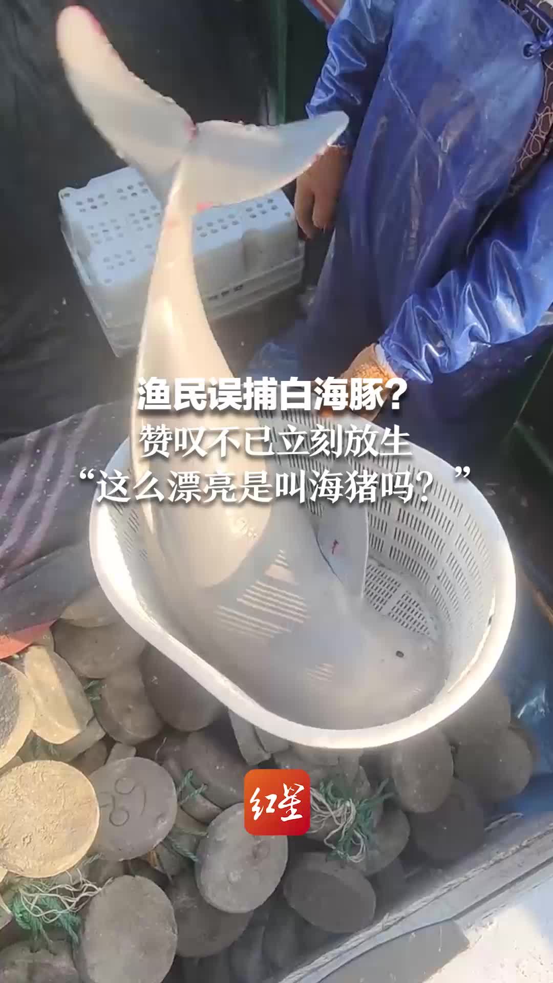 渔民误捕白海豚？赞叹不已立刻放生“这么漂亮，是叫海猪吗？”