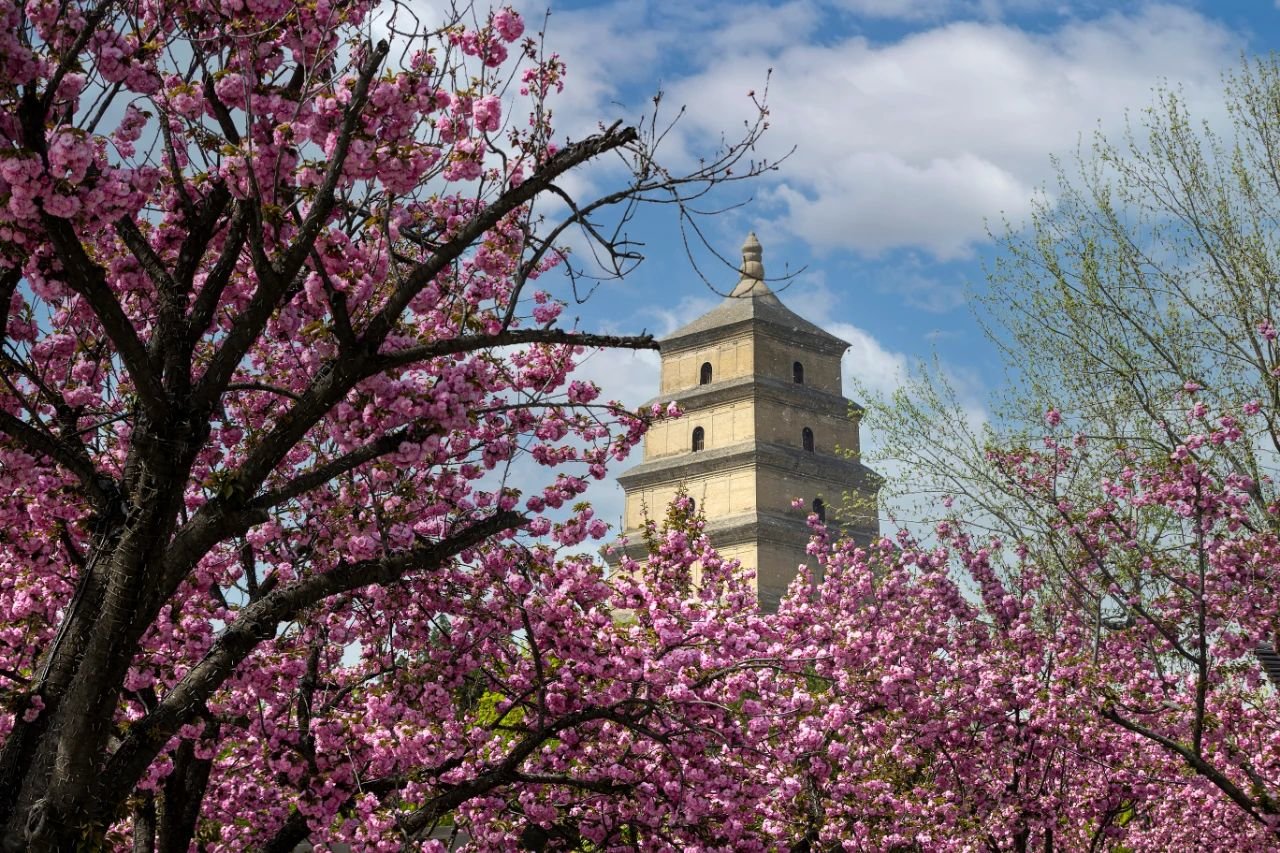 曲江早春赏花攻略 请签收!