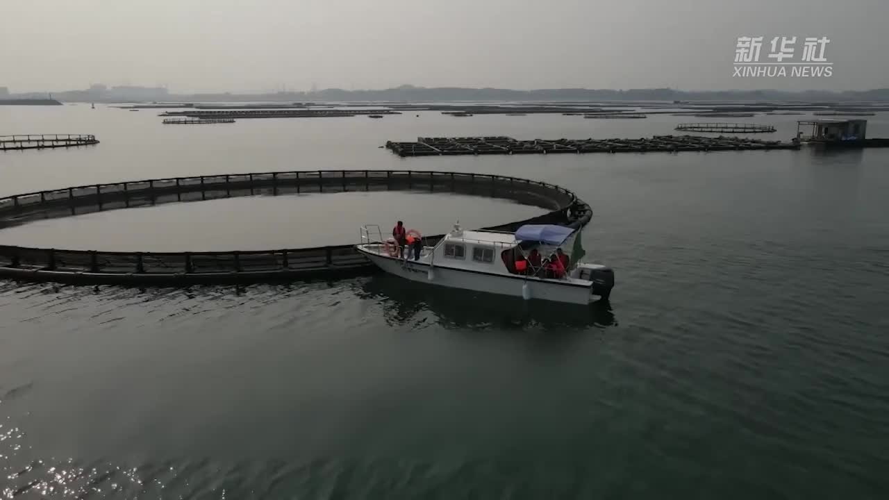 “水上大熊猫”中华白海豚再现广西防城港海域