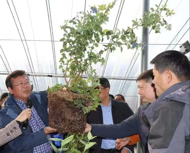科技赋能青岛蓝莓产业高质量发展
