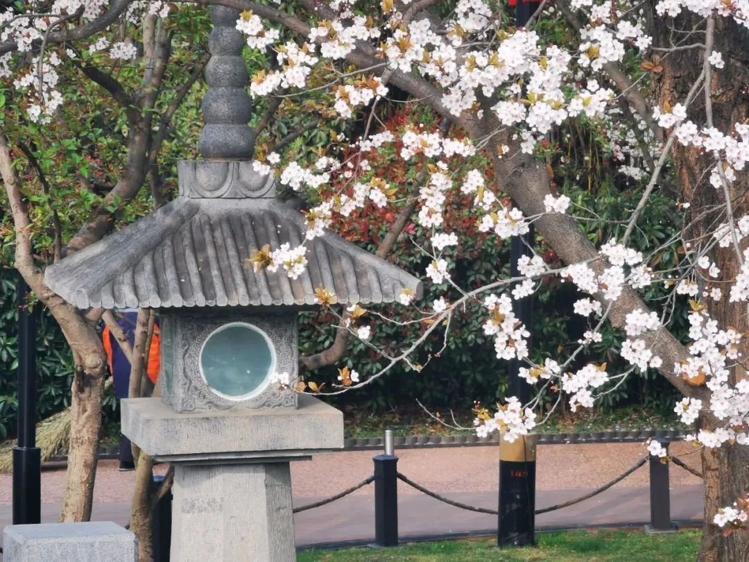 曲江早春赏花攻略 请签收!