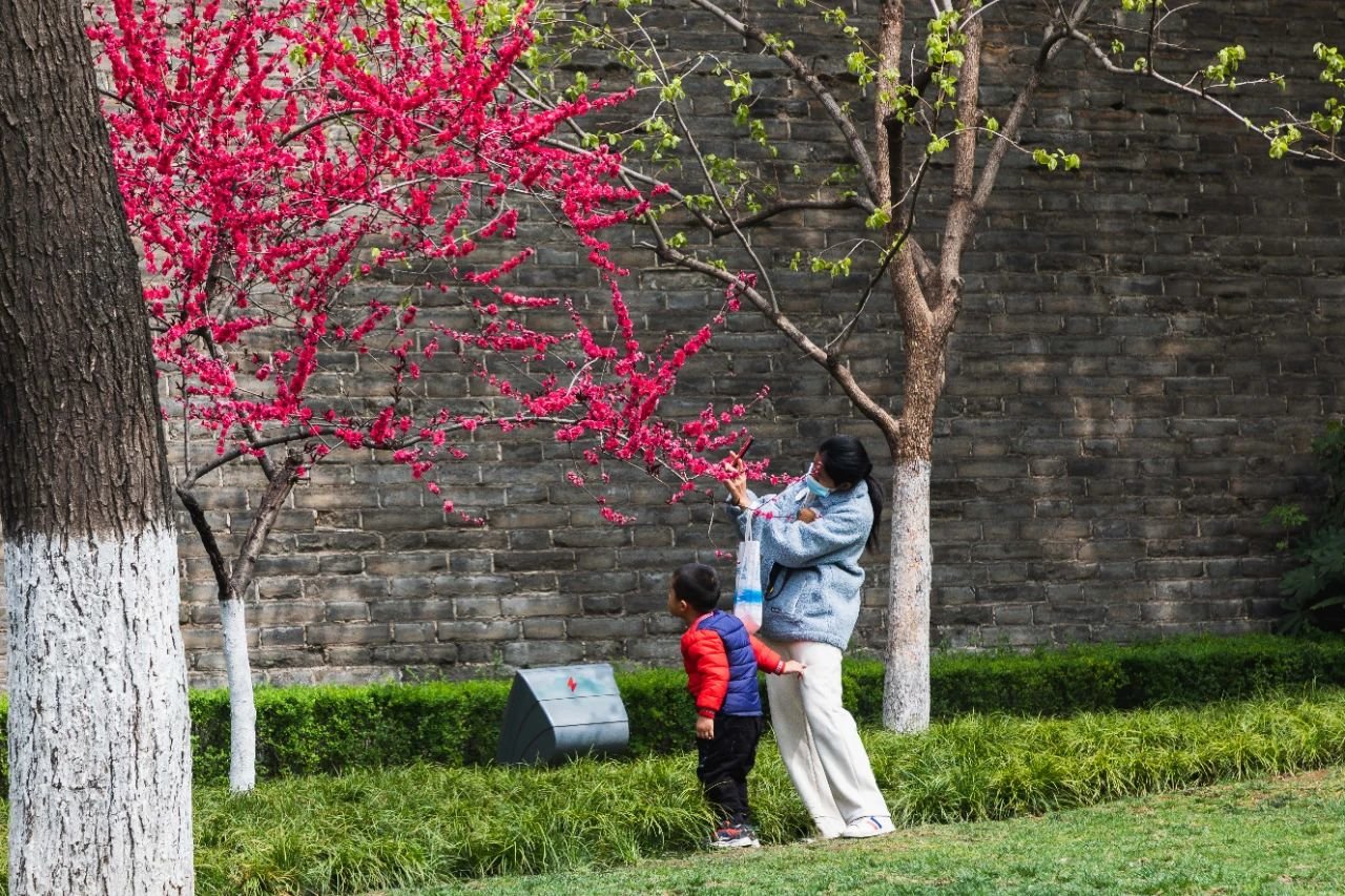 曲江早春赏花攻略 请签收!