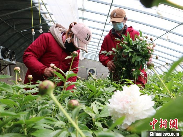 菏泽市牡丹区村民在温室大棚里采剪芍药鲜切花。　菏泽市牡丹区供图
