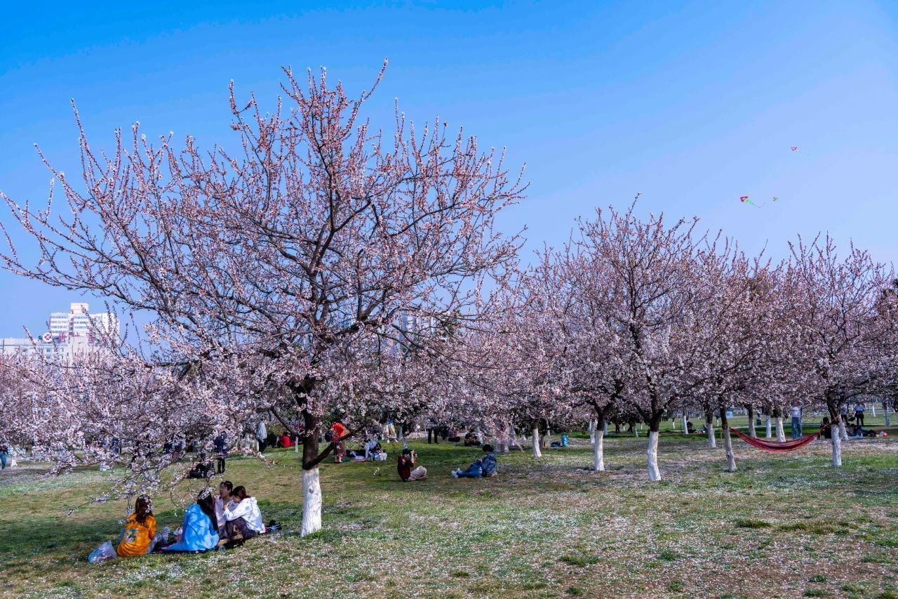 曲江早春赏花攻略 请签收!