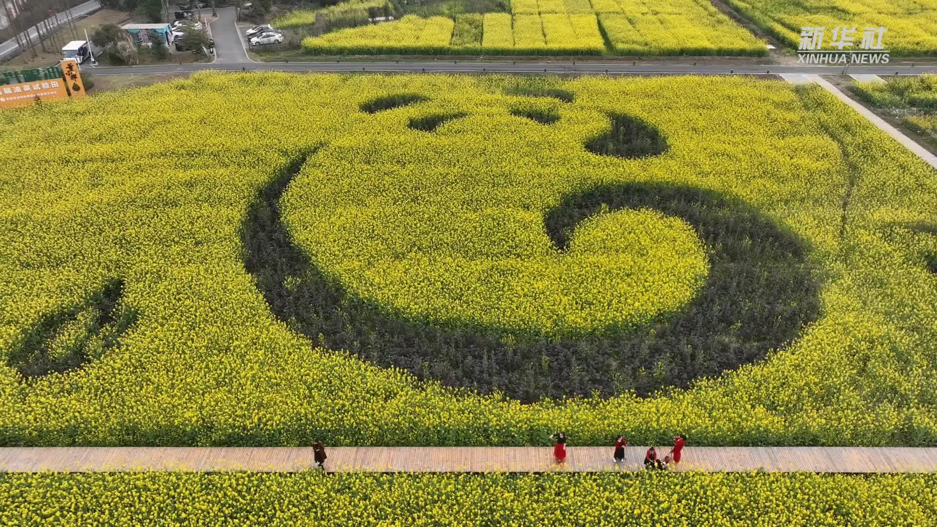 空中俯瞰油菜花海 春意盎然宛如画卷