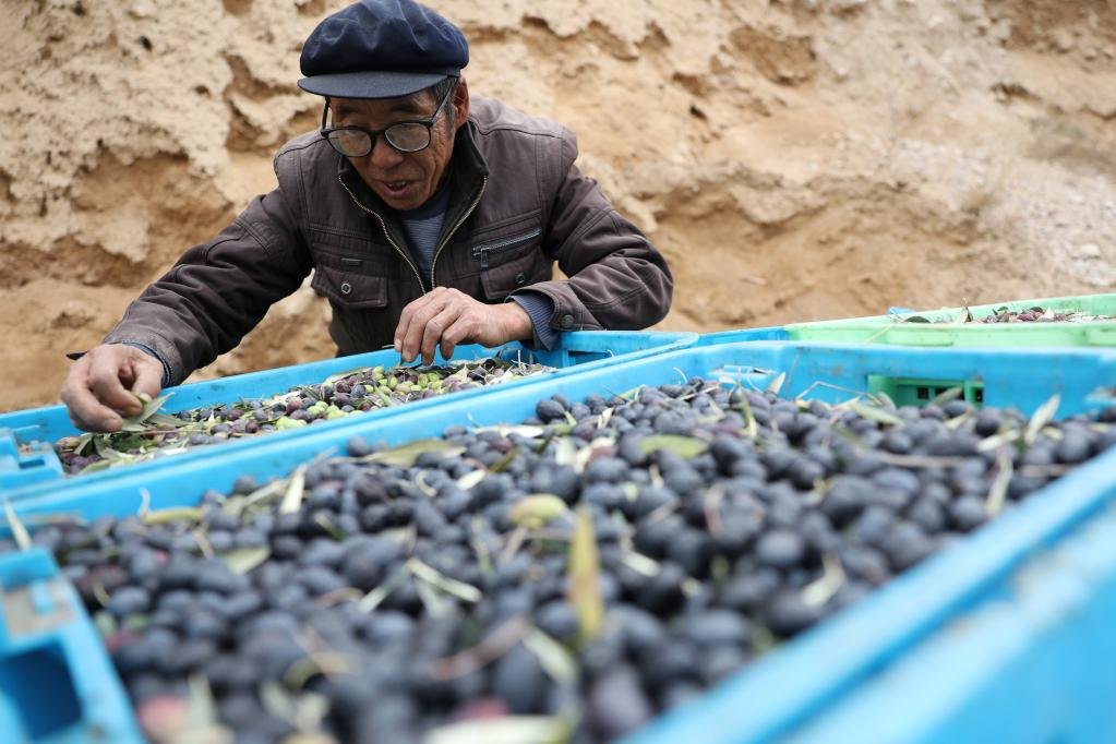 在甘肃陇南市，农户在整理刚刚采摘的油橄榄。新华社记者 陈斌 摄