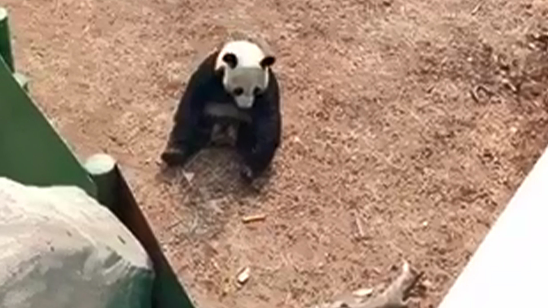 娱乐圈纪检委王思聪不做头发沉迷答题？在熊猫直播年会狂撒百万！