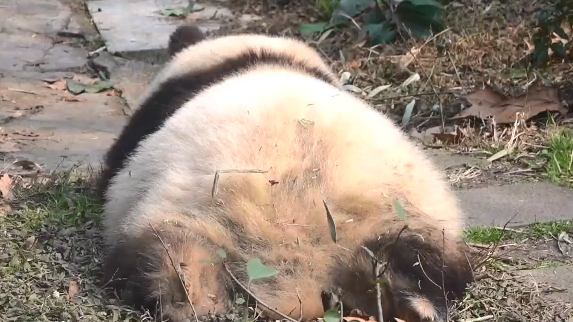 游客给大熊猫花花投喂甘蔗，保安第一时间捡出