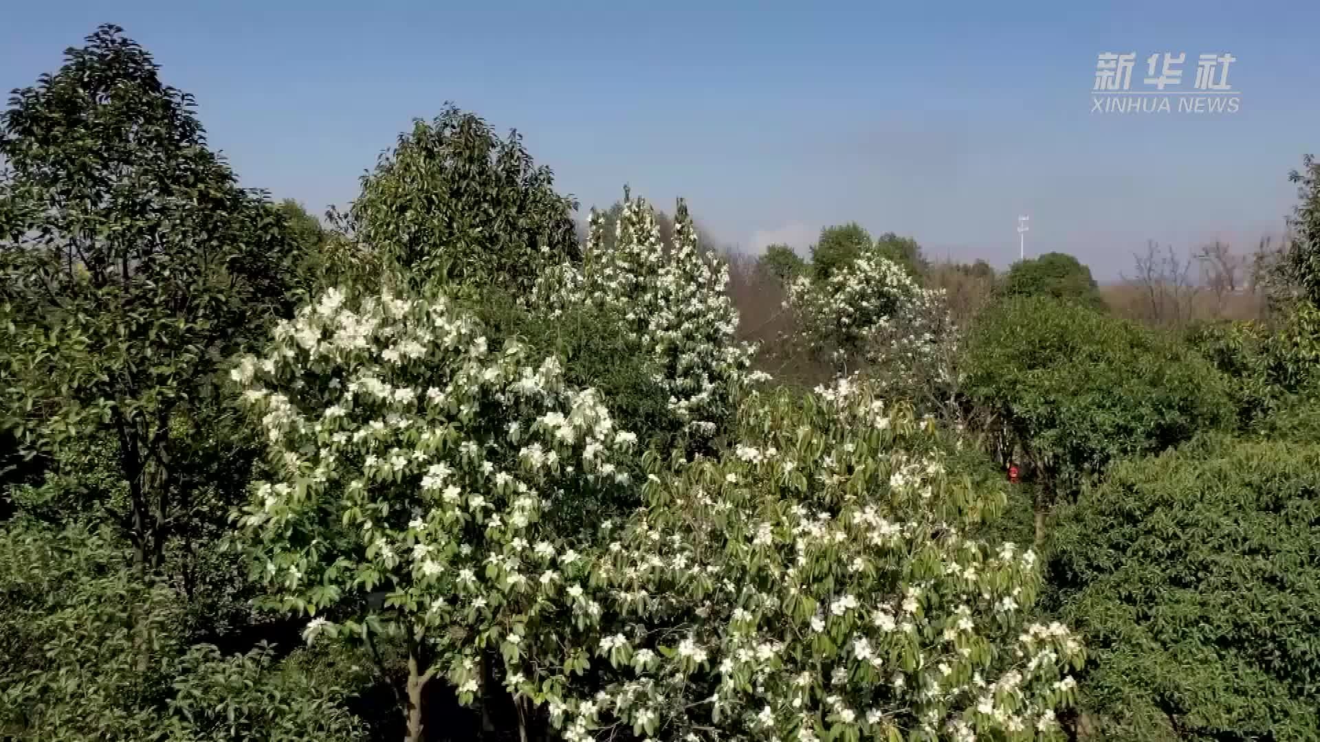 浙江金华：“花经济”美丽绽放