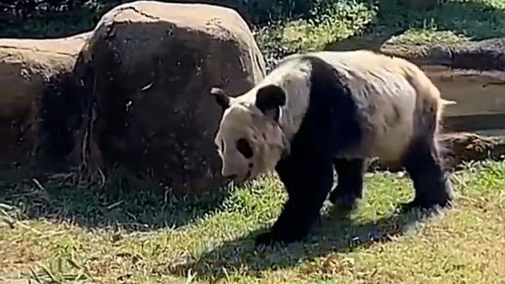 蜂花回应要认养大熊猫丫丫:希望能尽自己绵薄之力_凤凰网视频_凤凰网