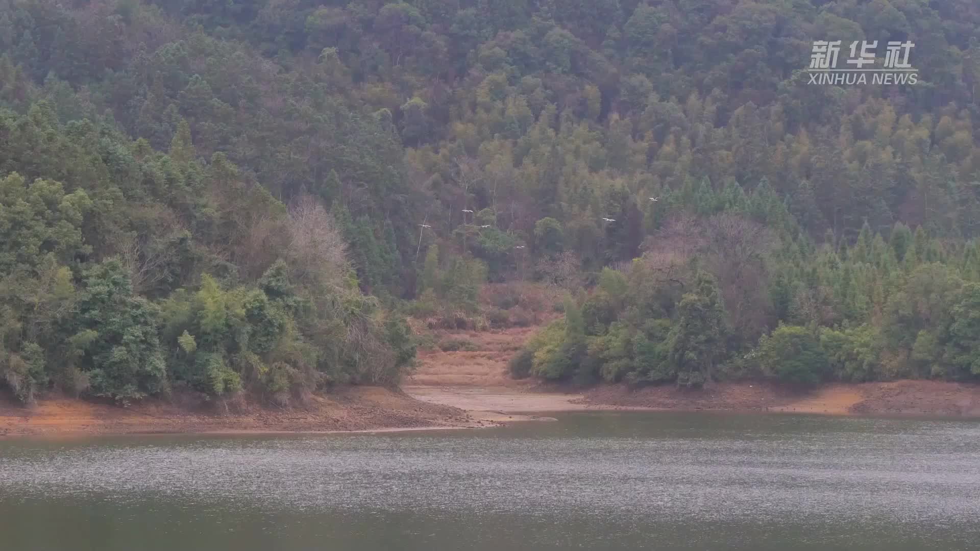 福建沙县：东方白鹳有了“空中驿站”