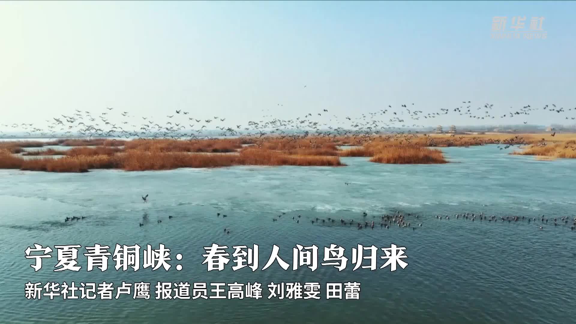 宁夏青铜峡：春到人间鸟归来