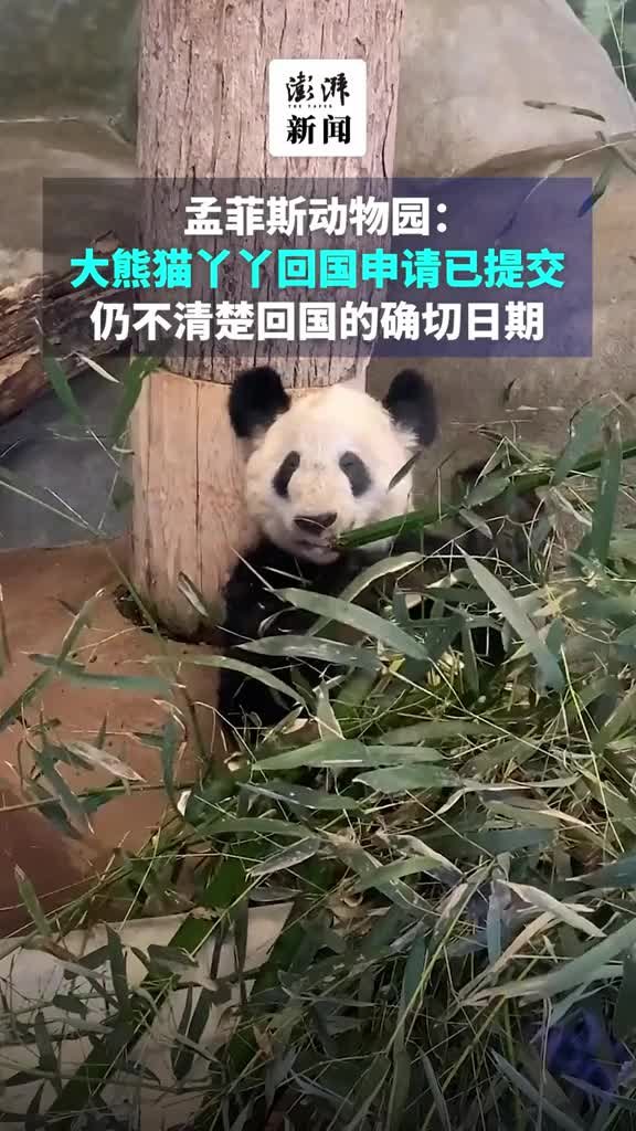 <em>孟</em><em>菲</em><em>斯</em>动物园：大熊猫丫丫回国申请已提交