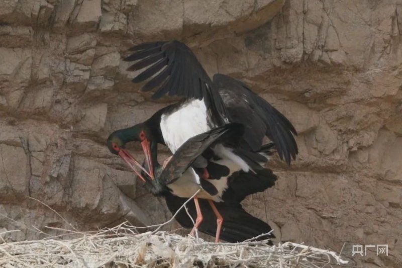 张掖黑河湿地黑鹳影像（央广网发 张掖黑河湿地国家级自然保护区 供图）