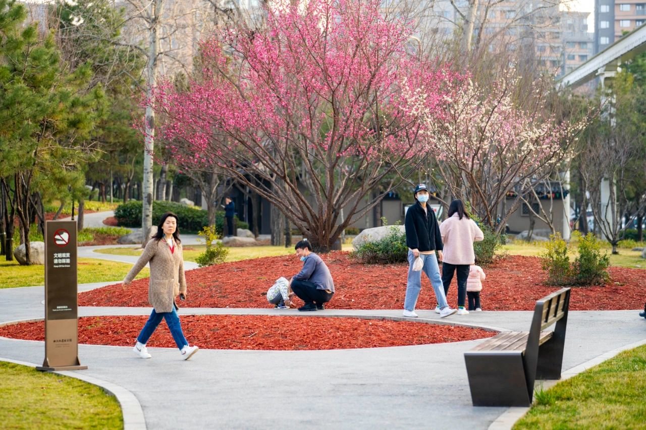 曲江早春赏花攻略 请签收!