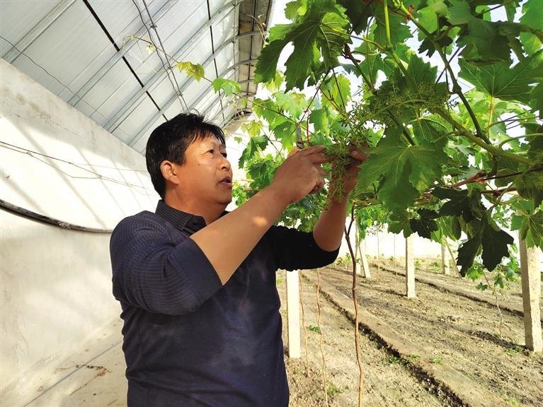 葡萄架下出了对“神仙眷侣” 专业“撒糖”23年