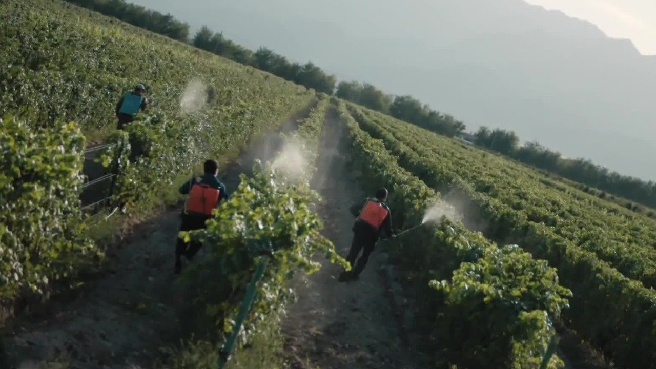 在戈壁滩上种葡萄建酒庄，当地人将贺兰山东麓打造成中国最大的葡萄酒产区