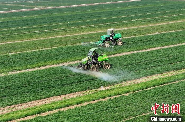 山东省枣庄市薛城区周营镇高标准农田，农民驾驶自走式高杆喷雾机对小麦进行喷药作业。　洪晓东 摄