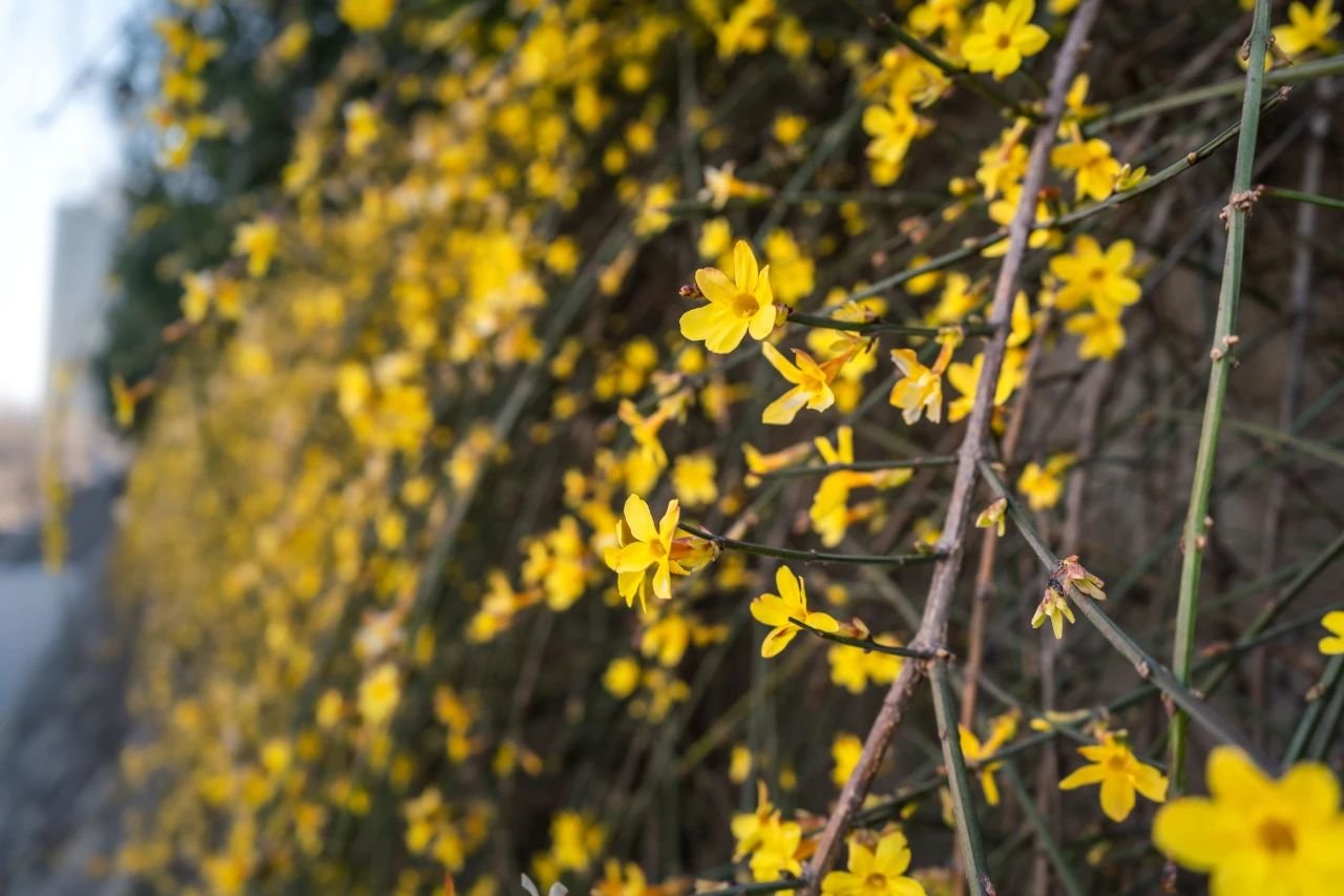 曲江早春赏花攻略 请签收!