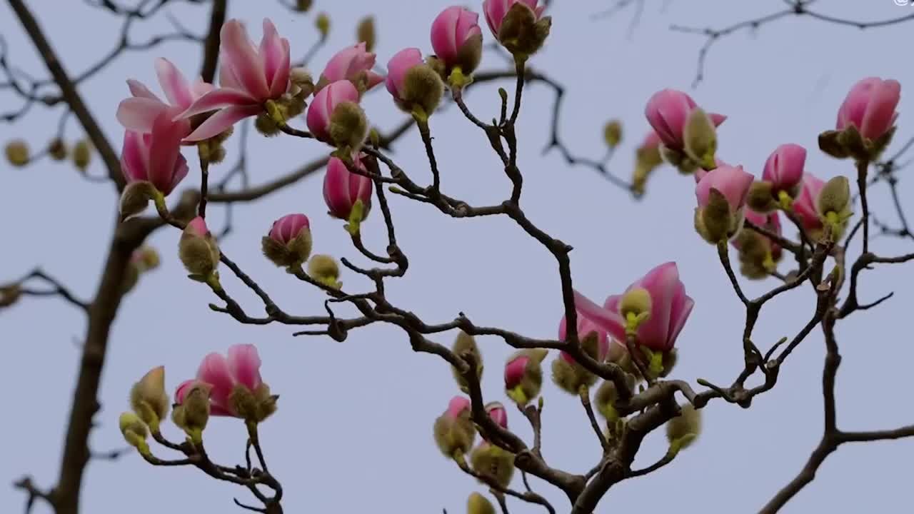 400余岁古旱莲孕育近10个月的花蕾盛开