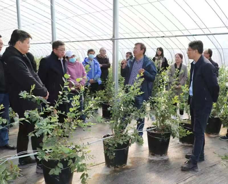 科技赋能青岛蓝莓产业高质量发展