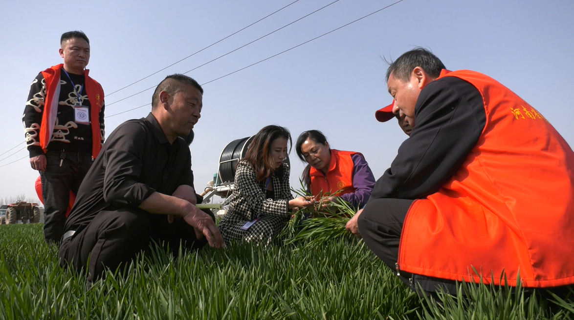 郏县:应对春旱忙灌溉 返青麦苗保稳产