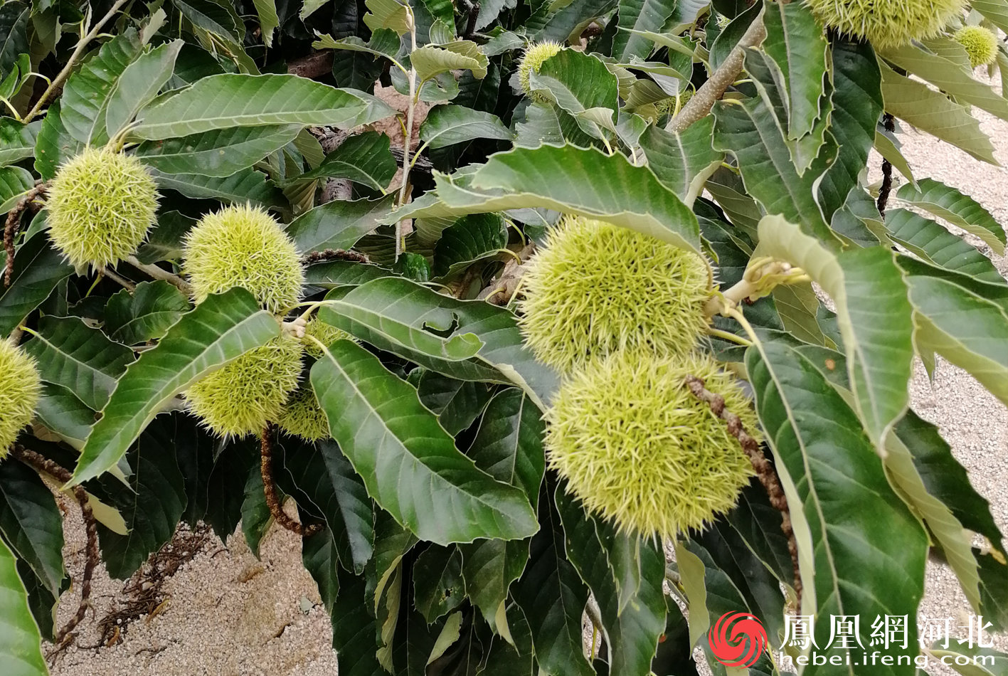 秦皇岛：培育10个特色产业集群  加快打造特色农业强市