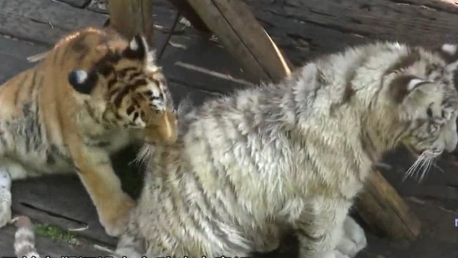 工作人员帮游客捡手机被幼虎围观